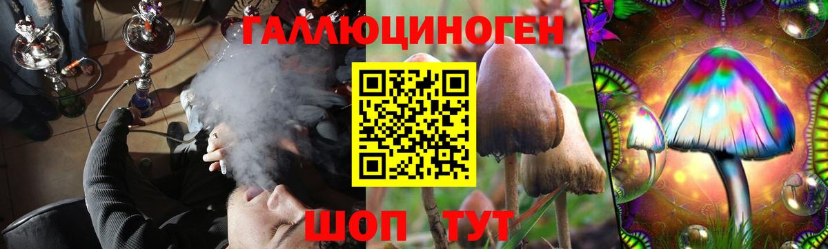 Галлюциногенные грибы Psilocybe Тихвин